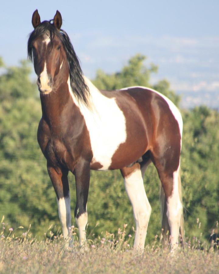 Haras Du Chene Villa Colonard-Corubert Buitenkant foto